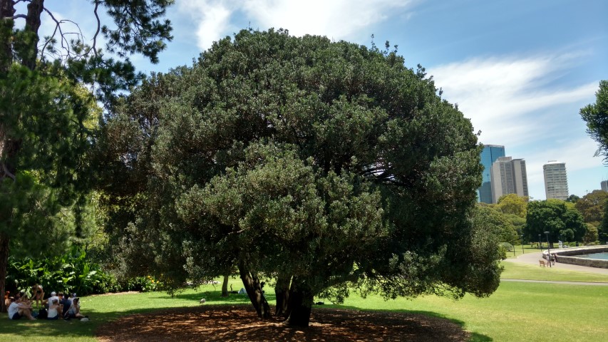 Phillyrea latifolia plantplacesimage20170108_131122.jpg