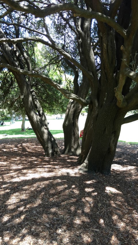 Phillyrea latifolia plantplacesimage20170108_131141.jpg