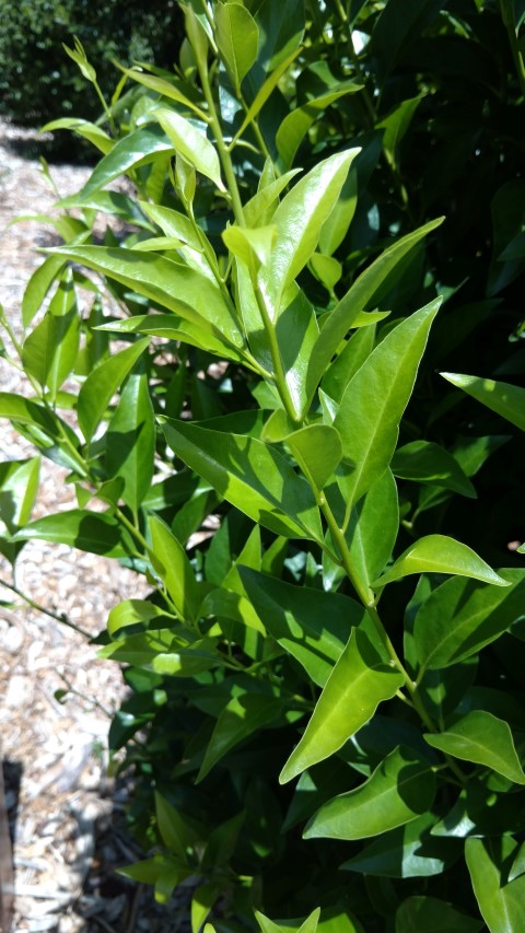 Melicytus latifolius plantplacesimage20170108_133138.jpg