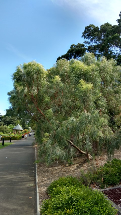 Acacia coriacea plantplacesimage20170108_163434.jpg