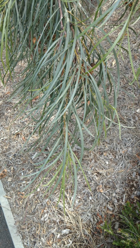 Acacia coriacea plantplacesimage20170108_163450.jpg