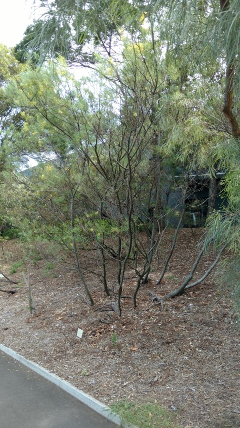 Acacia subulata plantplacesimage20170108_163609.jpg