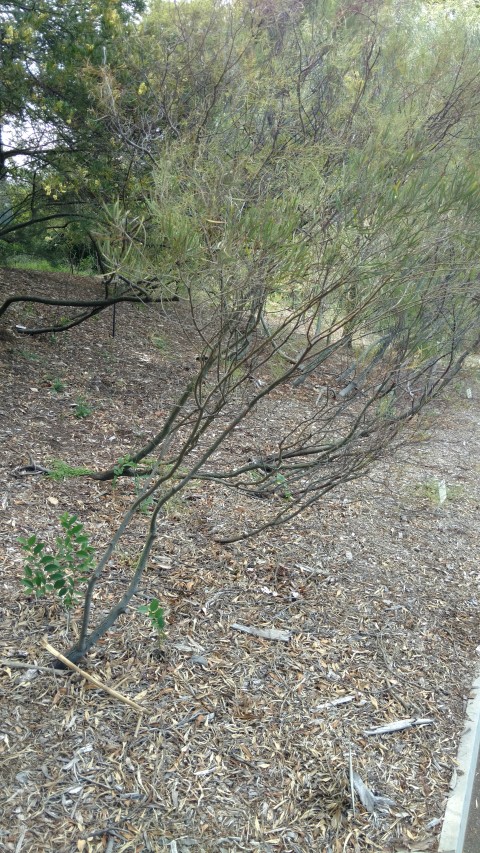 Acacia dawsonii plantplacesimage20170108_163801.jpg