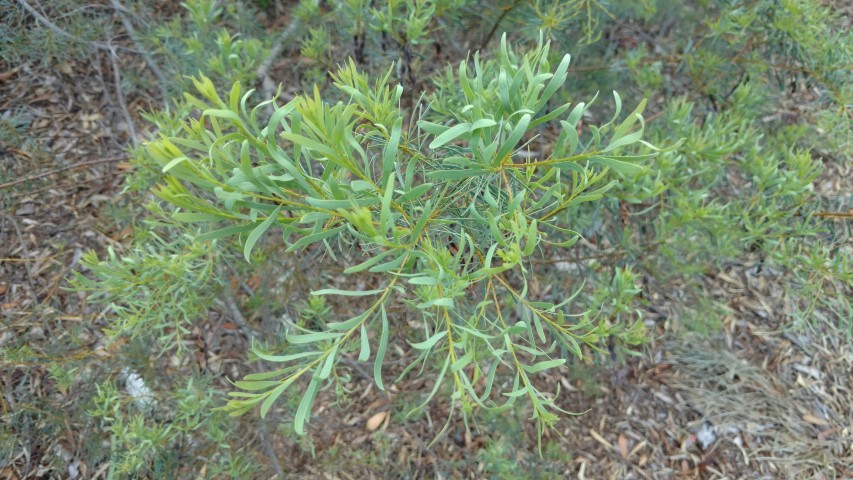 Acacia decora plantplacesimage20170108_163938.jpg