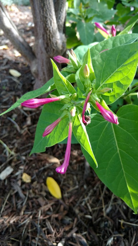 Mirabilis jalapa plantplacesimage20170108_165753.jpg