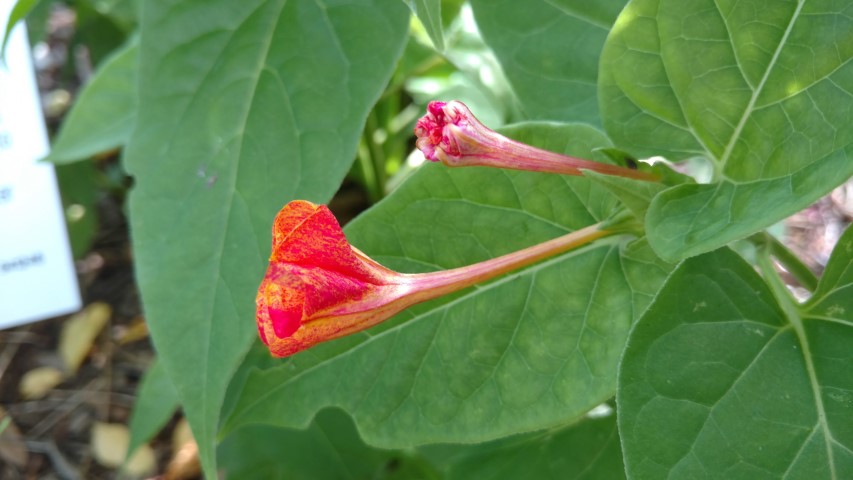 Mirabilis jalapa plantplacesimage20170108_165801.jpg