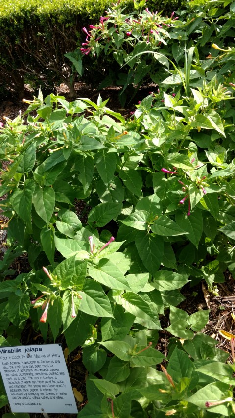 Mirabilis jalapa plantplacesimage20170108_165815.jpg