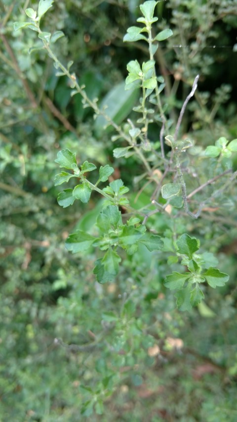 Prostanthera rotundifolia plantplacesimage20170108_171816.jpg