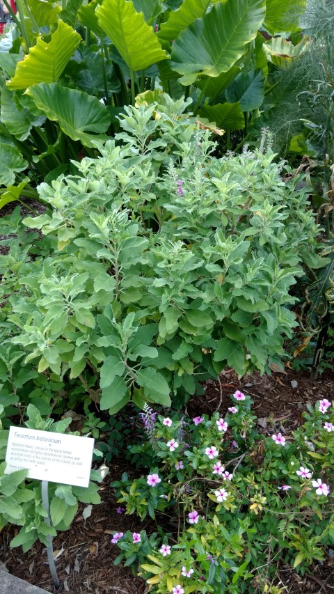 Teucrium betonicum plantplacesimage20170108_171900.jpg
