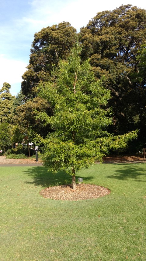 Sundacarpus amarus plantplacesimage20170108_172416.jpg