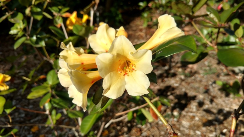Rhododendron  plantplacesimage20170108_172959.jpg