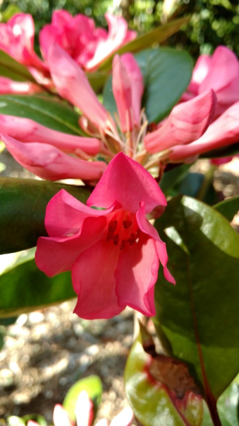 Rhidodendron  plantplacesimage20170108_173039.jpg