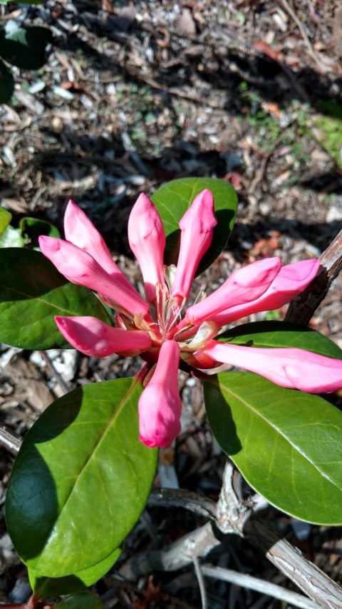 Rhidodendron  plantplacesimage20170108_173053.jpg