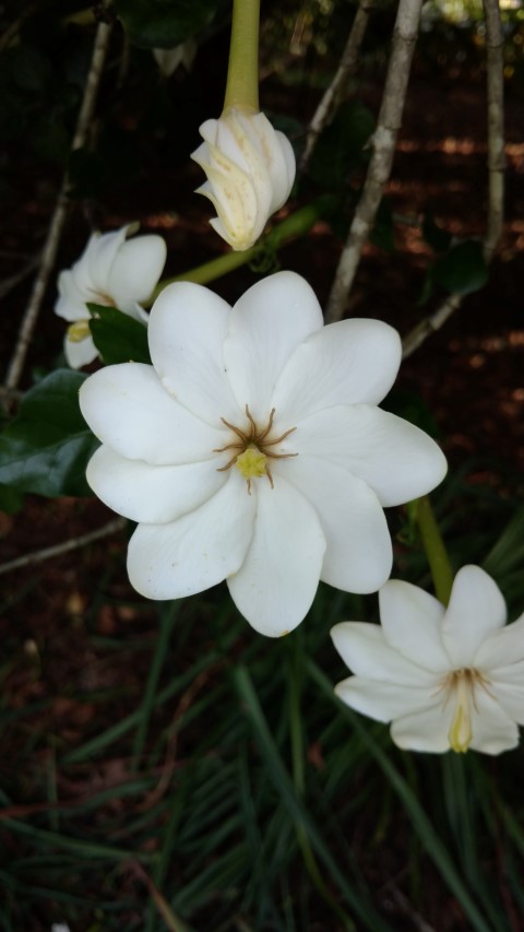 Gardenia thunbergia plantplacesimage20170108_173716.jpg