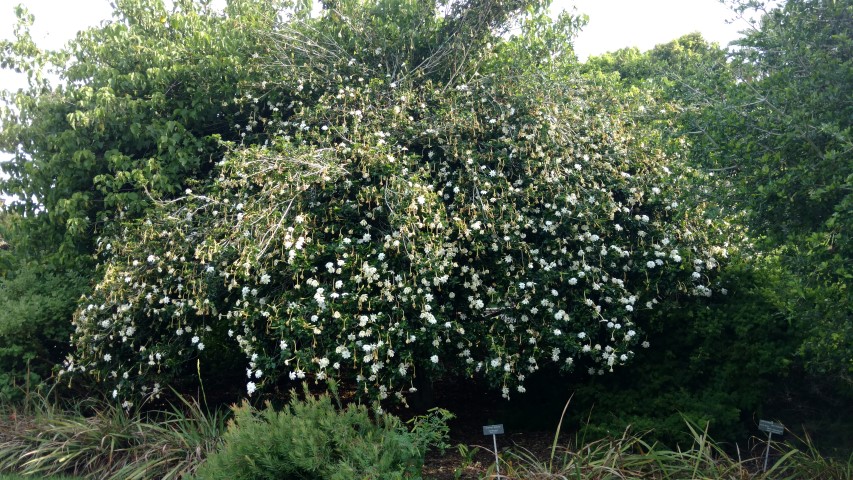 Gardenia thunbergia plantplacesimage20170108_173727.jpg