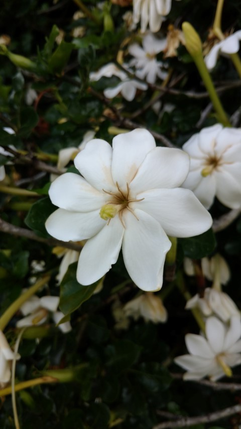 Gardenia thunbergia plantplacesimage20170108_173744.jpg