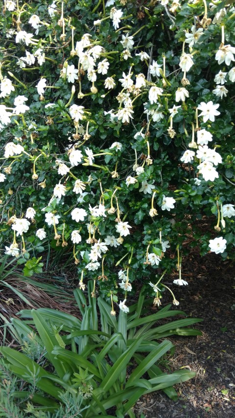 Gardenia thunbergia plantplacesimage20170108_173803.jpg
