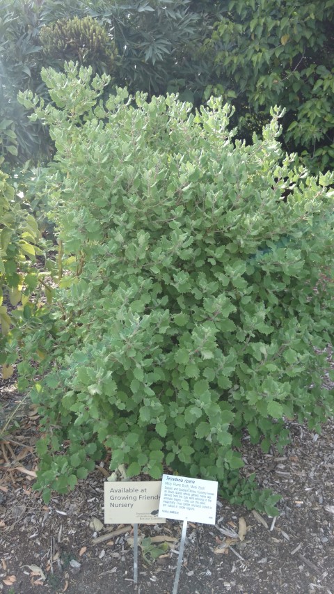 Tetradenia riparia plantplacesimage20170108_173914.jpg