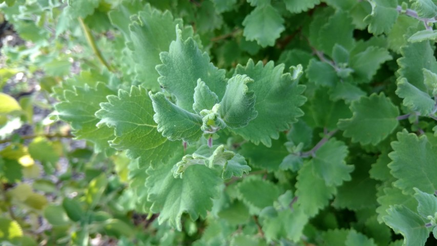 Tetradenia riparia plantplacesimage20170108_173923.jpg