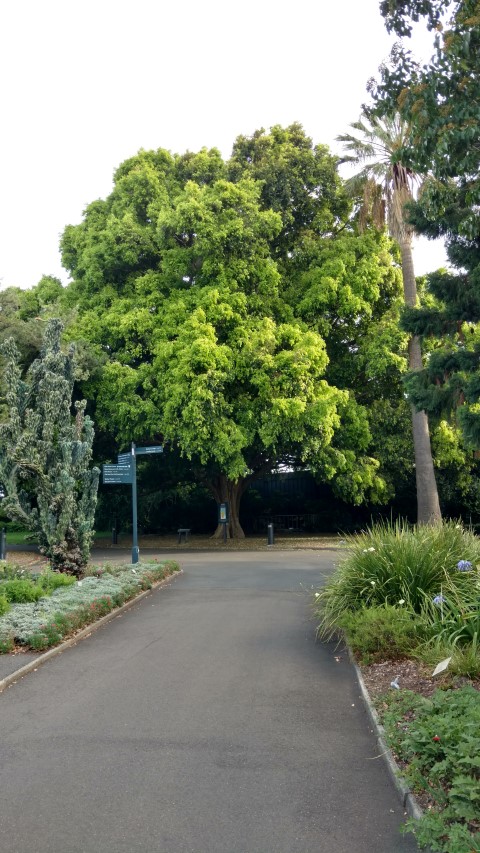 Syzygium francisii plantplacesimage20170108_174348.jpg
