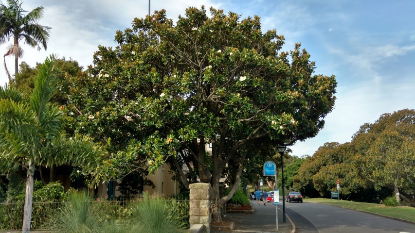 Magnolia grandiflora plantplacesimage20170108_174629.jpg