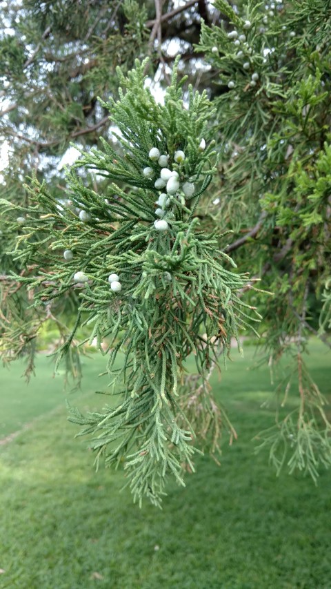 Juniperus bermudiana plantplacesimage20170108_175017.jpg