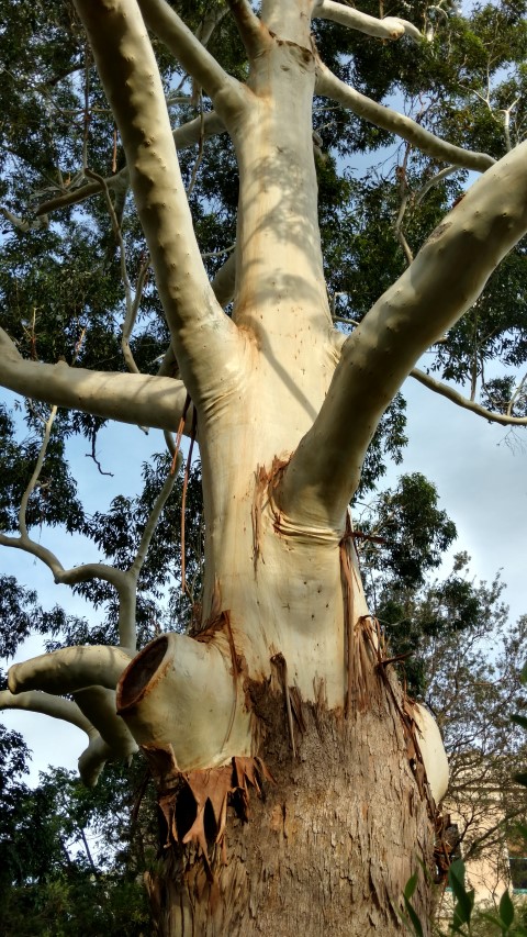 Eucalyptus grandis plantplacesimage20170108_175126.jpg