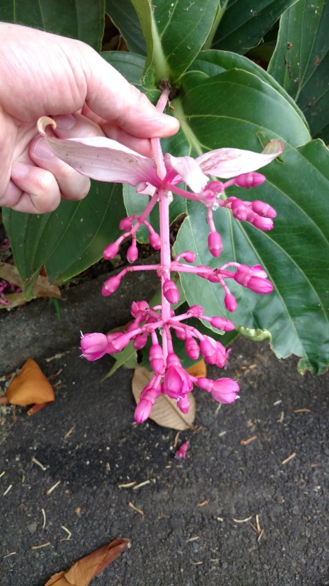 Medinilla magnifica plantplacesimage20170108_180442.jpg