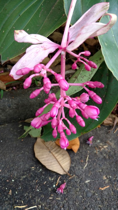 Medinilla magnifica plantplacesimage20170108_180508.jpg