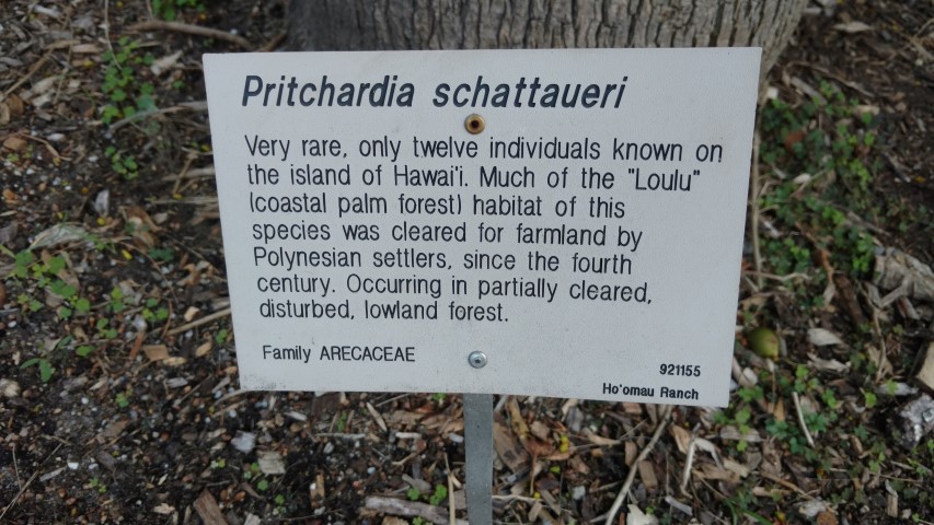 Pritchardia schattaueri plantplacesimage20170108_182453.jpg