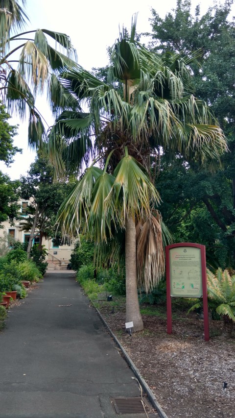 Pritchardia schattaueri plantplacesimage20170108_182502.jpg