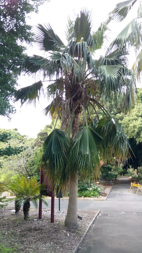 Pritchardia schattaueri plantplacesimage20170108_182525.jpg