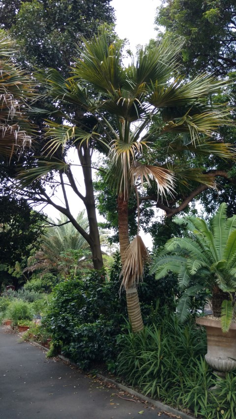 Pritchardia maideniana plantplacesimage20170108_182903.jpg