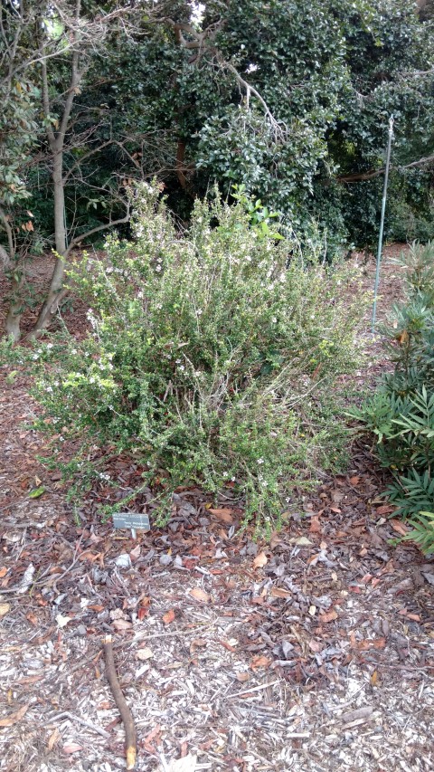 Malpighia cocccigera plantplacesimage20170108_183654.jpg