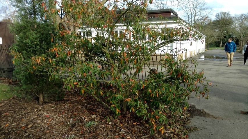 Photinia niitakayamensis plantplacesimage20170304_151018.jpg