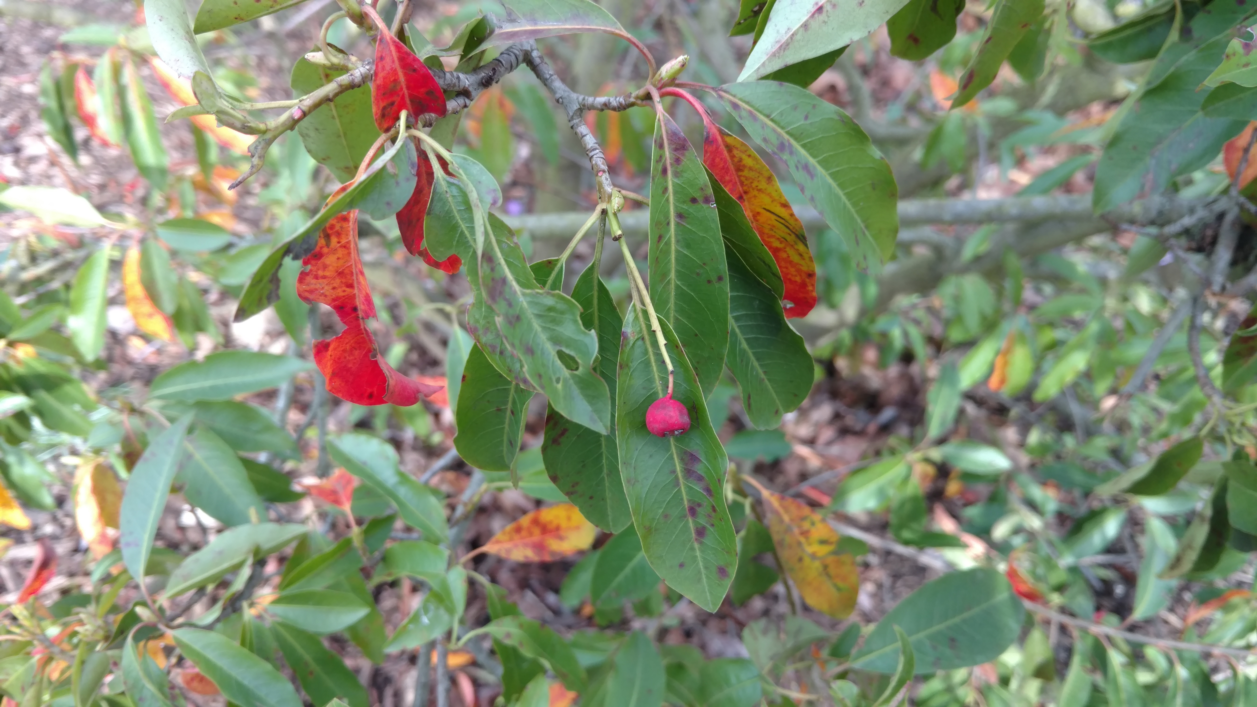 Photinia niitakayamensis plantplacesimage20170304_151035.jpg