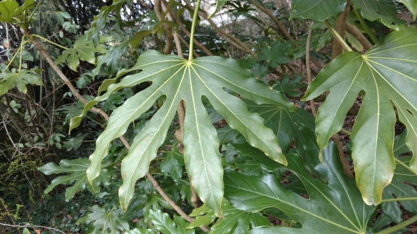 Fatsia japonica plantplacesimage20170304_153346.jpg