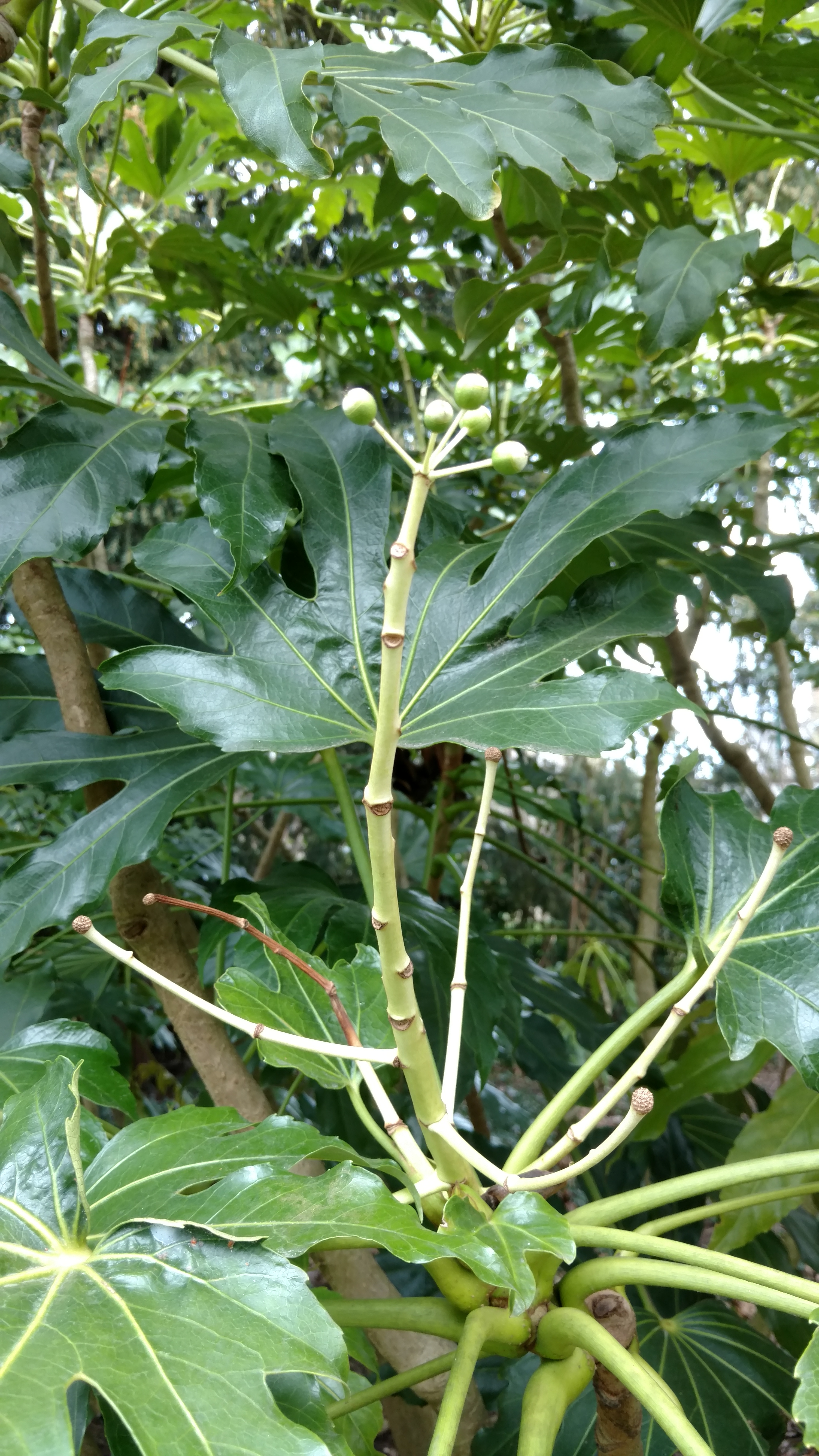 Fatsia japonica plantplacesimage20170304_153410.jpg