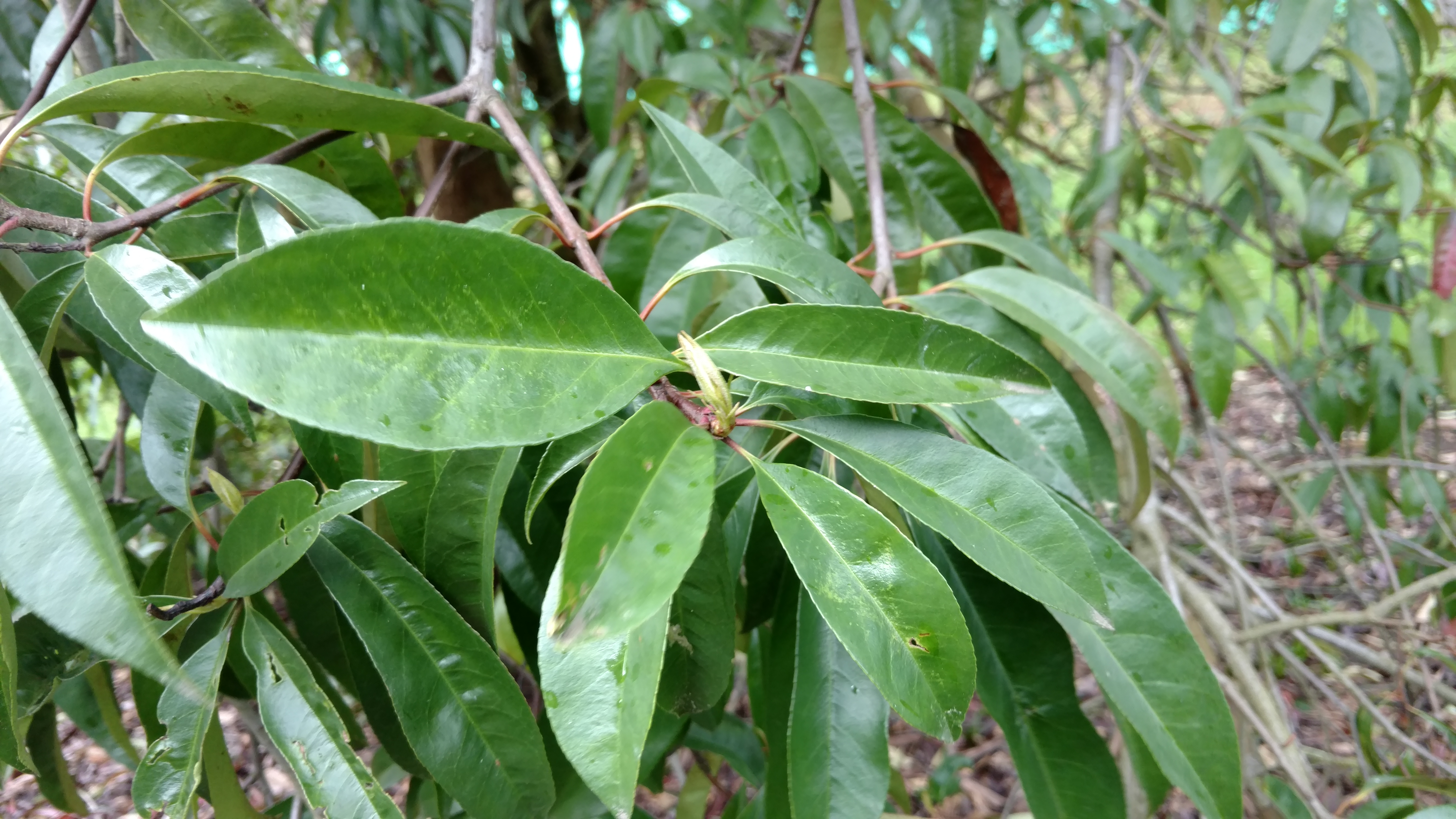 Photinia nussia plantplacesimage20170304_154242.jpg