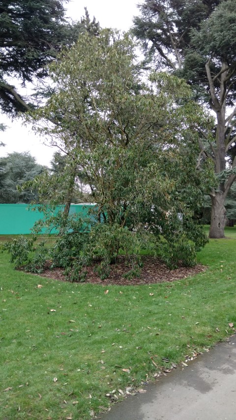 Photinia nussia plantplacesimage20170304_154307.jpg