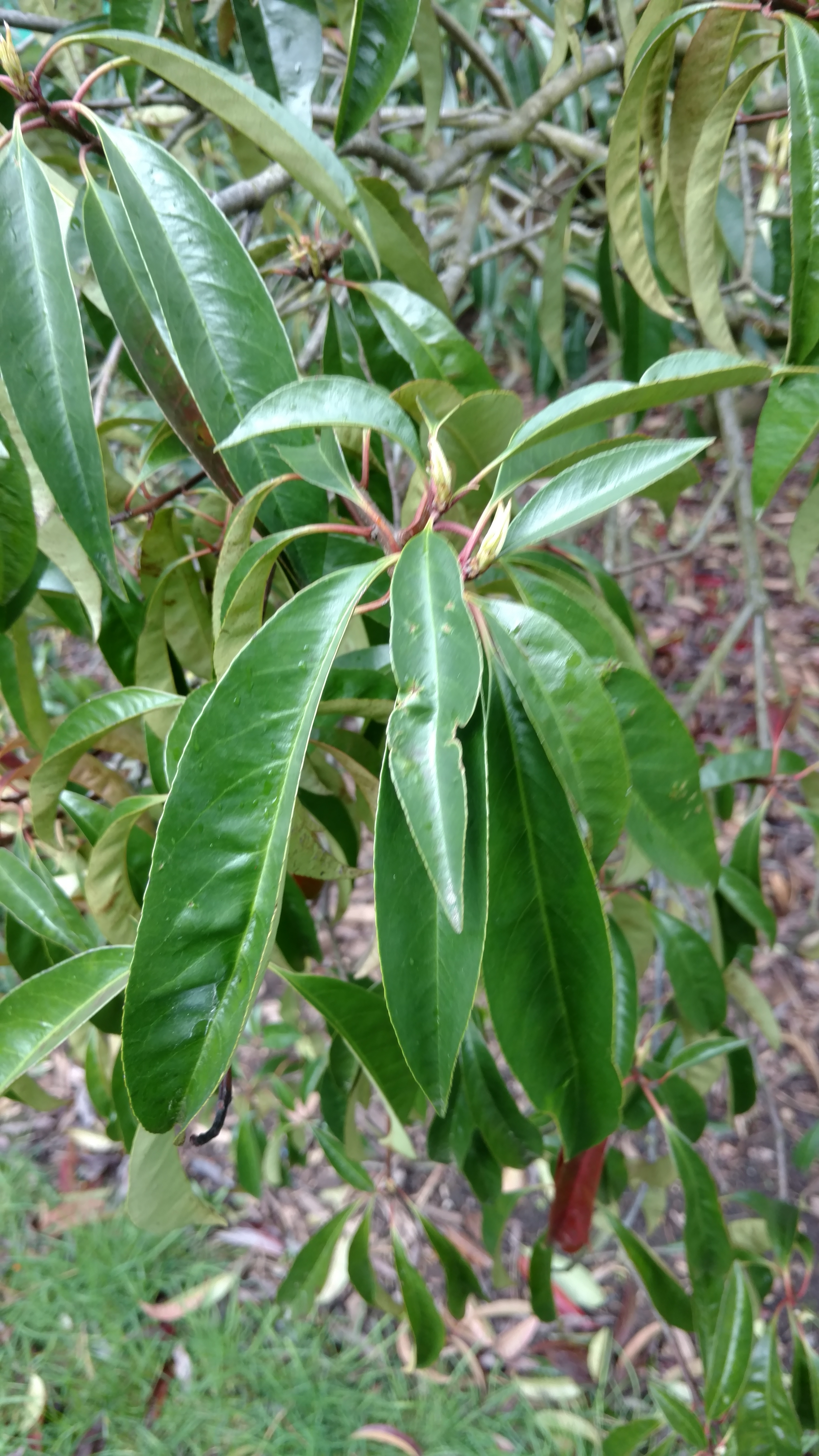 Photinia nussia plantplacesimage20170304_154334.jpg