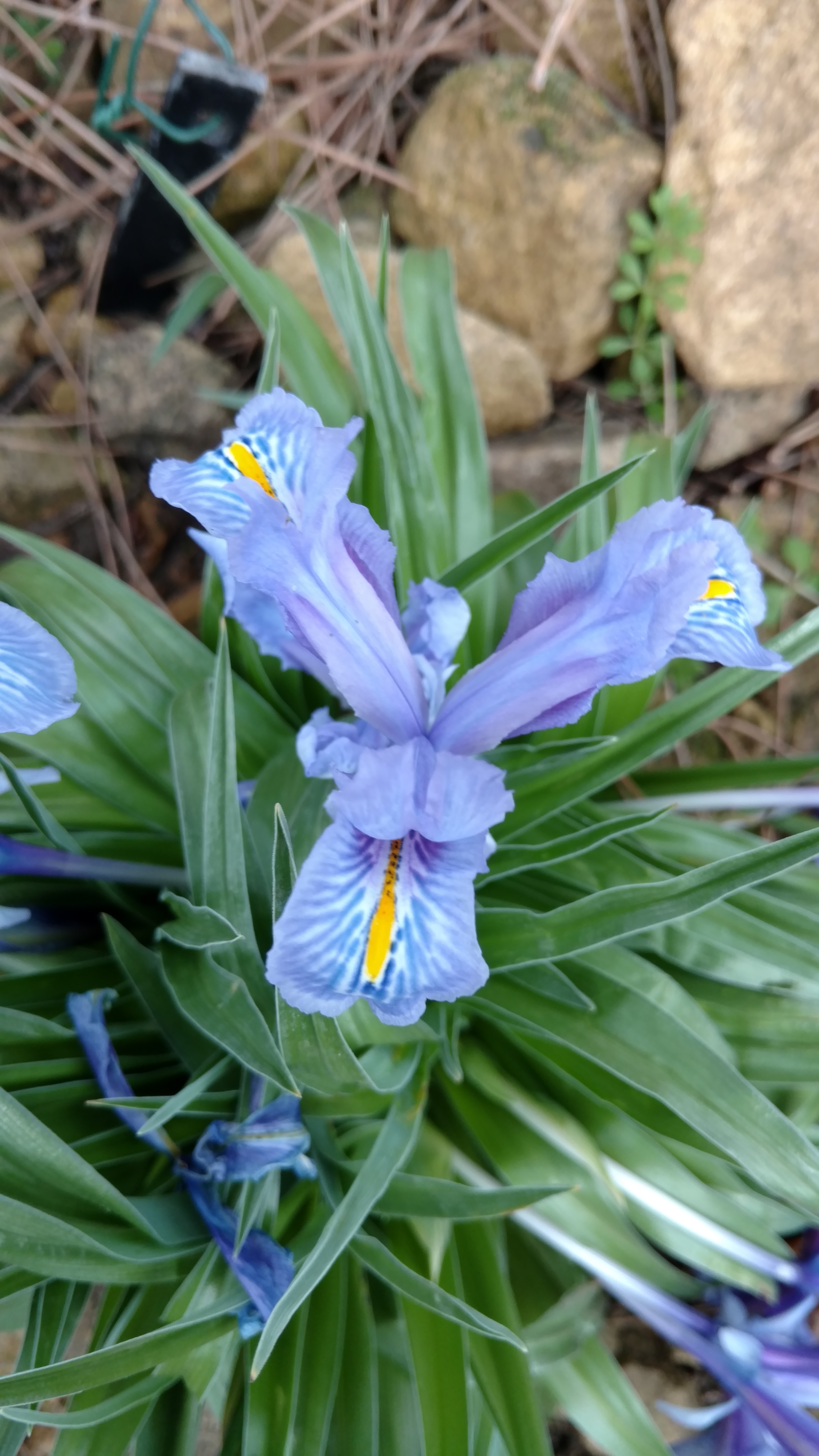 Iris planifolia plantplacesimage20170304_162157.jpg