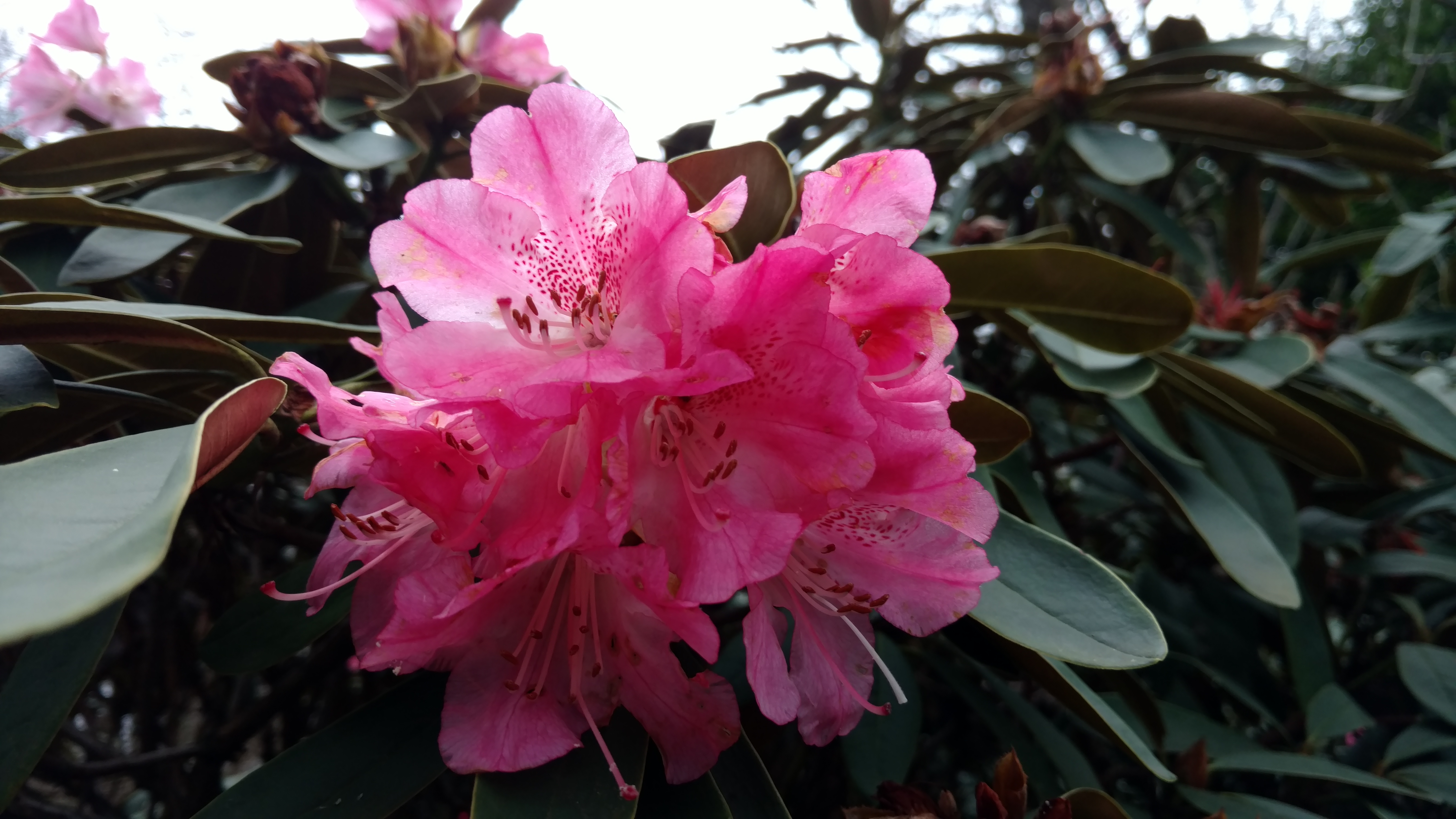 Rhododendron spp plantplacesimage20170304_163405.jpg