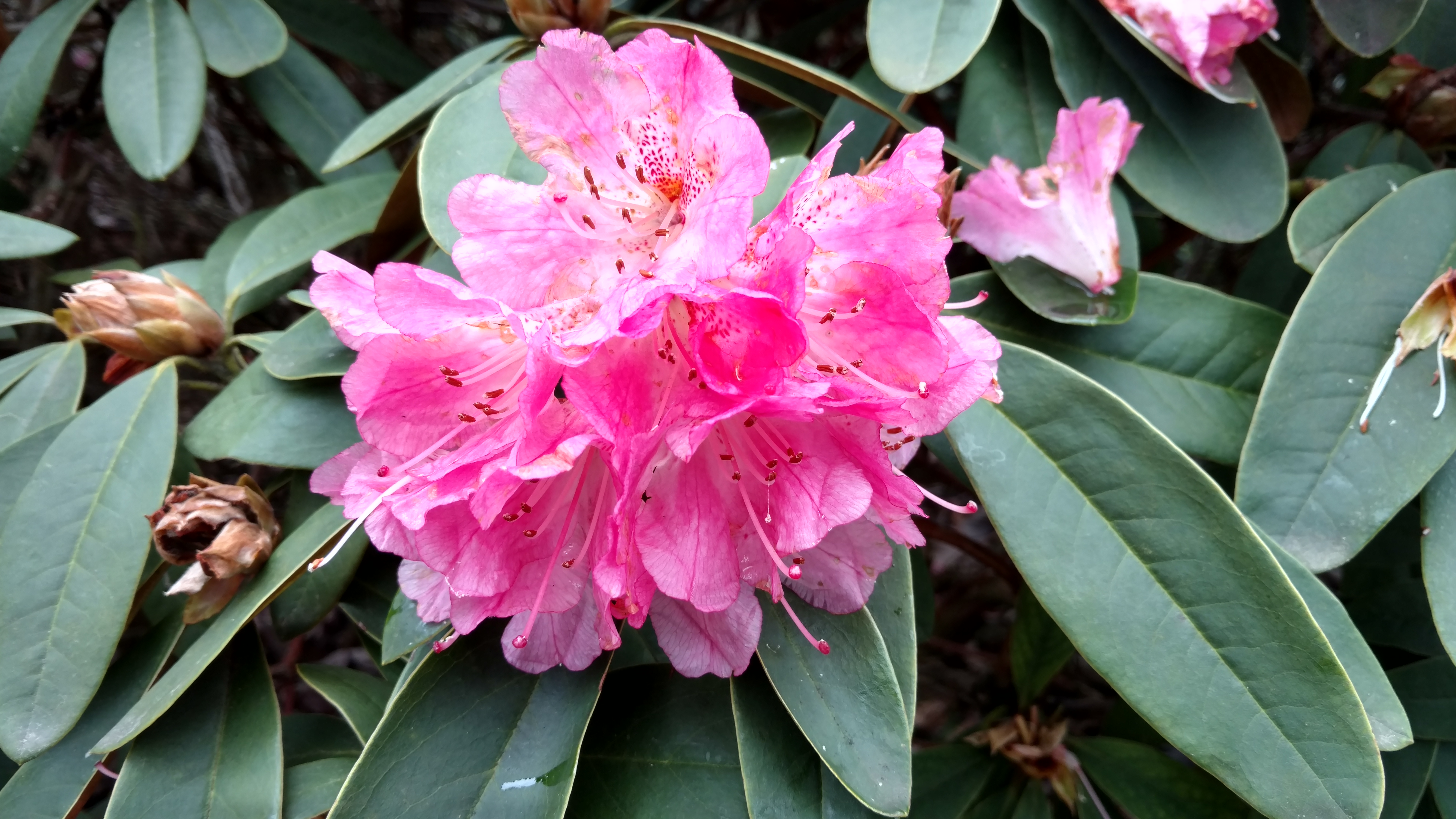Rhododendron spp plantplacesimage20170304_163419.jpg