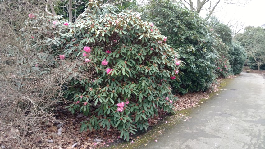 Rhododendron spp plantplacesimage20170304_163430.jpg
