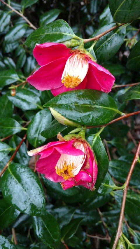 Camellia japonica plantplacesimage20170304_165244.jpg