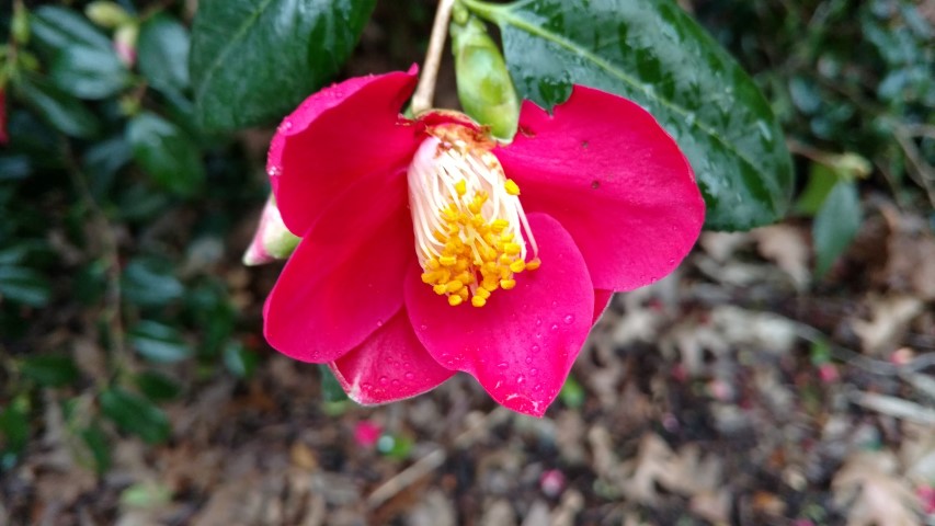 Camellia japonica plantplacesimage20170304_165259.jpg