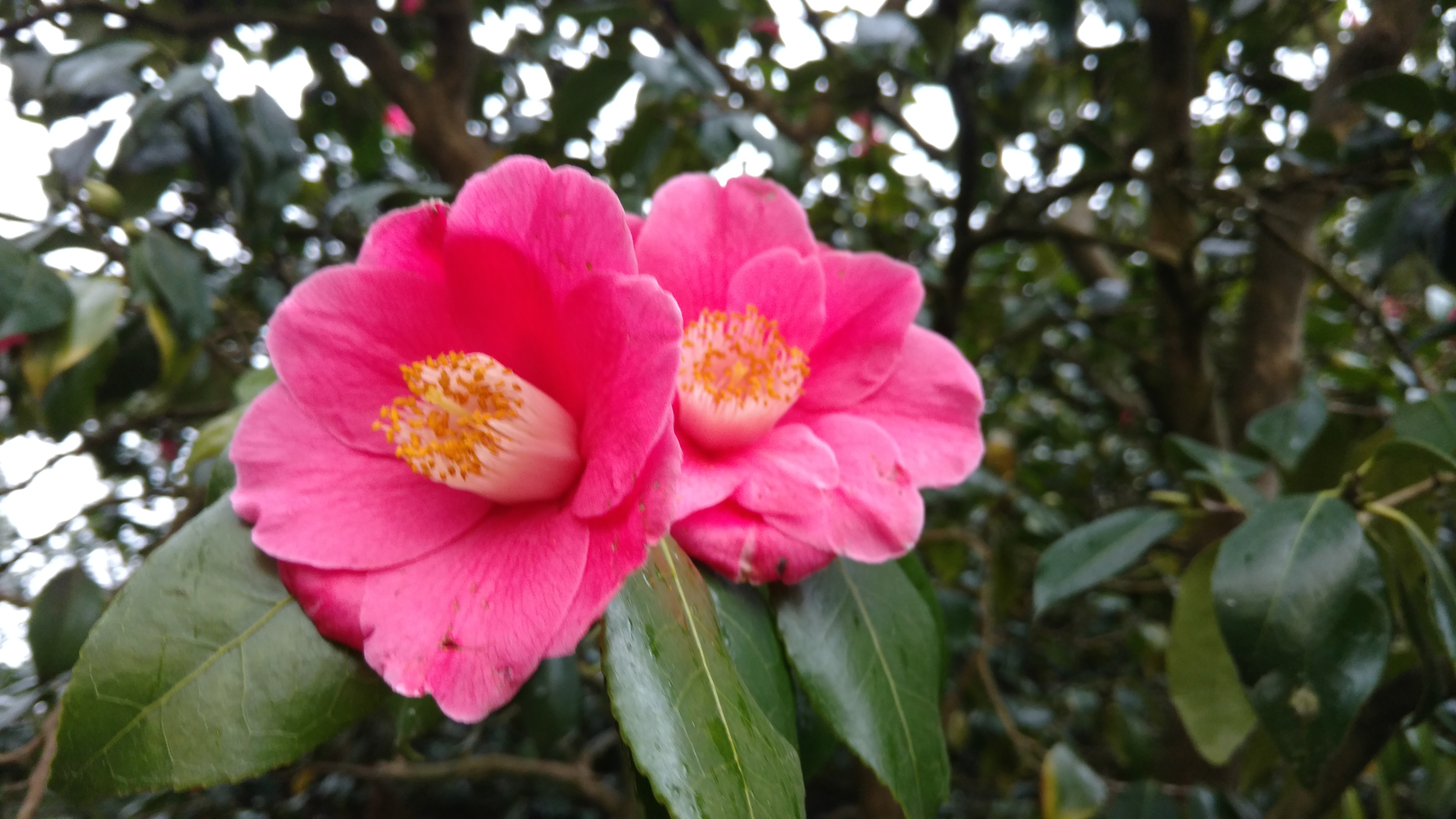 Camellia japonica plantplacesimage20170304_165458.jpg