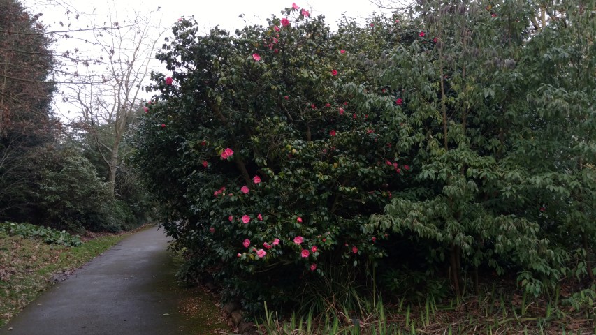 Camellia japonica plantplacesimage20170304_165521.jpg