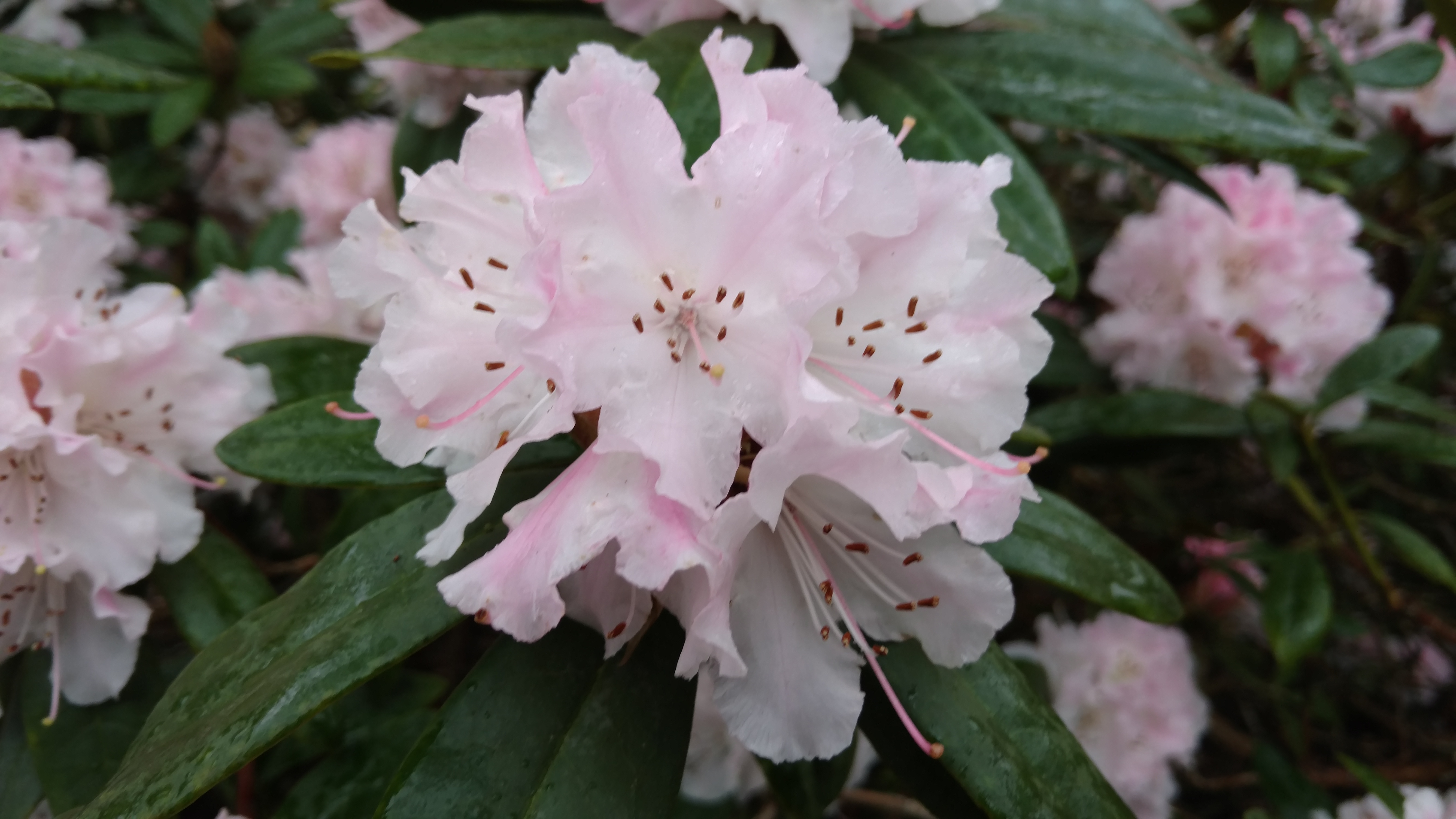Rhododendron spp plantplacesimage20170304_165635.jpg